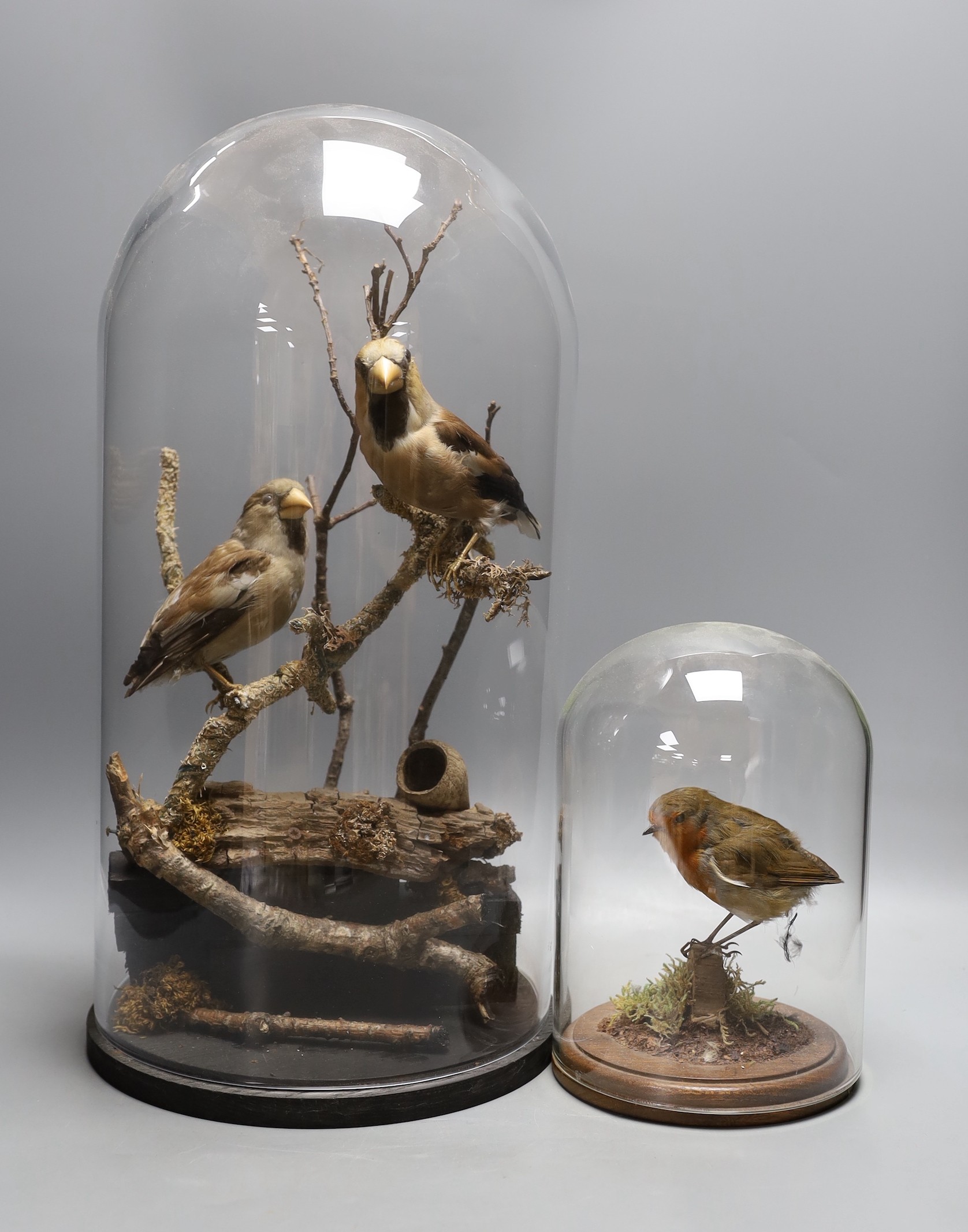 Taxidermy- a group of two hawfinches and another of a robin, each under a glass dome, tallest 45 cm high (2)